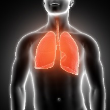 lung
